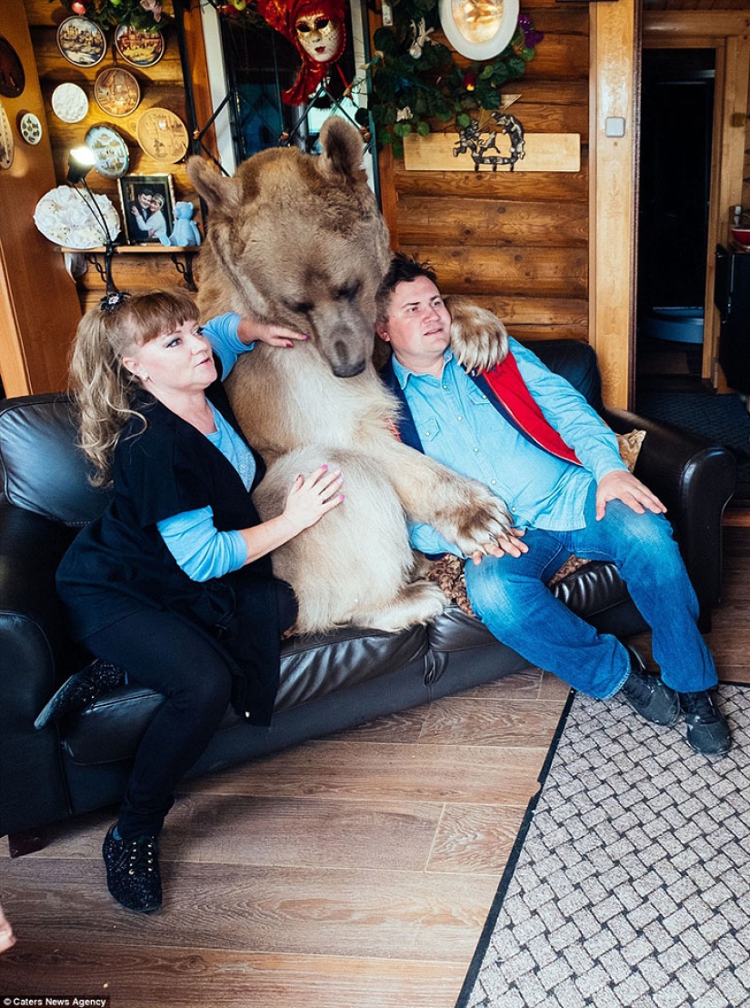Big, plush, yours: the story of Stepan the bear, who lives in a Russian family