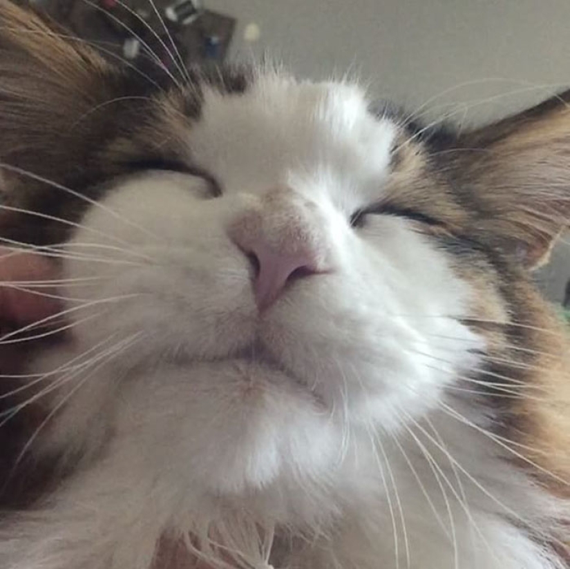 Biggest cat in New York