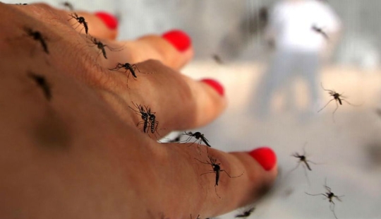 Bill Gates donó 4 millones de dólares para crear mosquitos asesinos