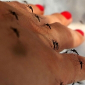 Bill Gates donated $4 million to create killer mosquitoes