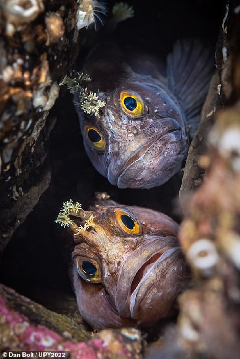 Bodybuilder Turtle, Creepy US Navy Shipwreck and Shattered Fish in Scotland: Incredible Winners of Underwater Photographer of the Year 2022