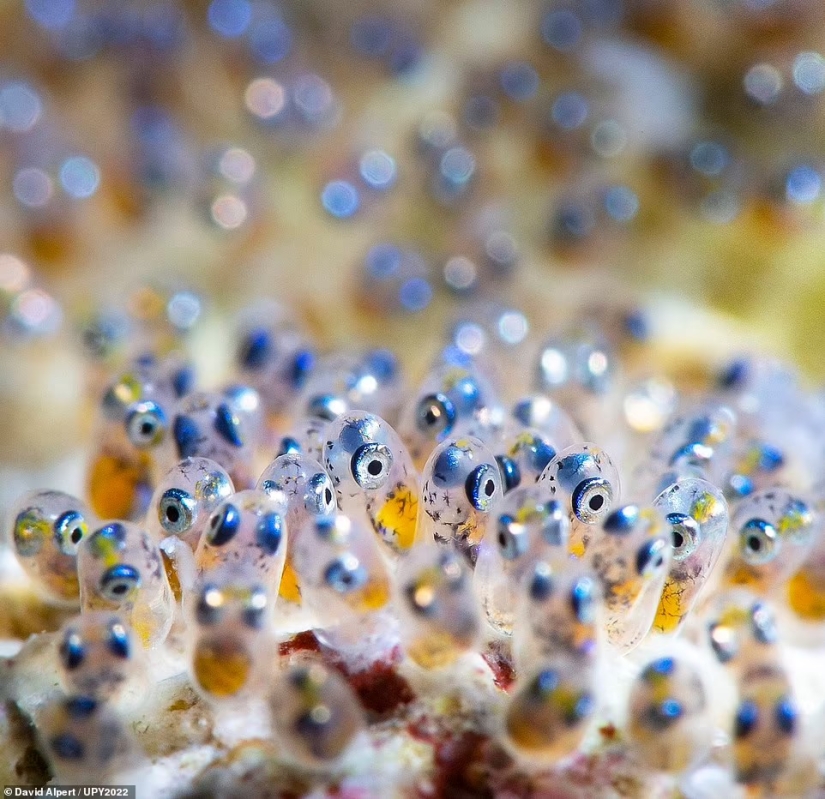 Bodybuilder Turtle, Creepy US Navy Shipwreck and Shattered Fish in Scotland: Incredible Winners of Underwater Photographer of the Year 2022