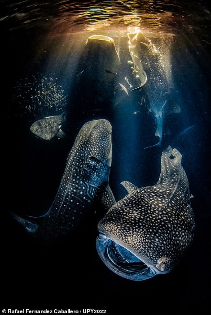 Bodybuilder Turtle, Creepy US Navy Shipwreck and Shattered Fish in Scotland: Incredible Winners of Underwater Photographer of the Year 2022