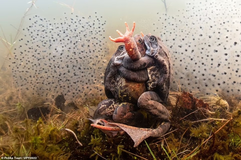Bodybuilder Turtle, Creepy US Navy Shipwreck and Shattered Fish in Scotland: Incredible Winners of Underwater Photographer of the Year 2022