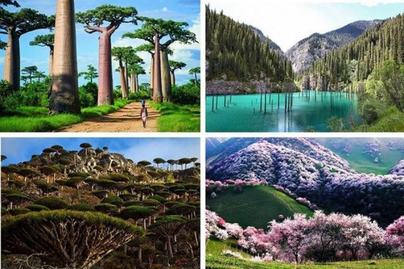 ¡Bosques de otro planeta!