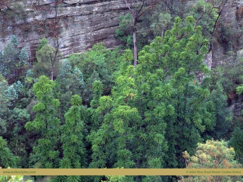¡Bosques de otro planeta!