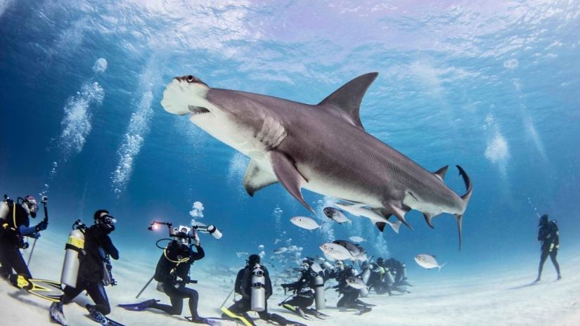 Brave divers feed a giant hammerhead shark, one of the most aggressive marine predators Brave divers feed a giant hammerhead shark, one of the most aggressive marine predators