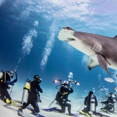 Brave divers feed a giant hammerhead shark, one of the most aggressive marine predators