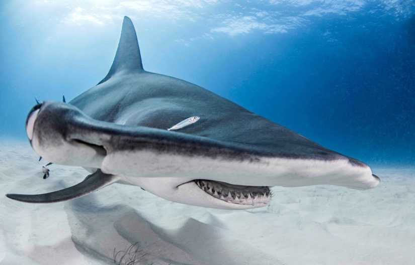 Brave divers feed a giant hammerhead shark, one of the most aggressive marine predators Brave divers feed a giant hammerhead shark, one of the most aggressive marine predators