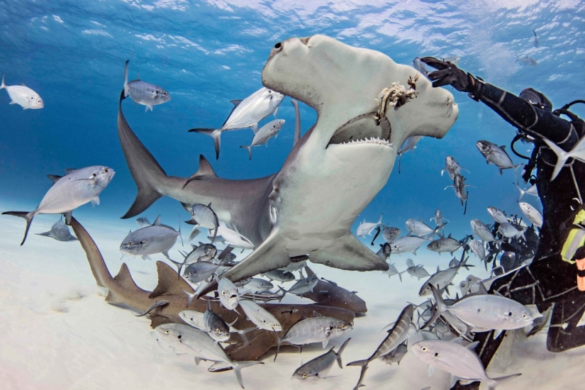 Brave divers feed a giant hammerhead shark, one of the most aggressive marine predators Brave divers feed a giant hammerhead shark, one of the most aggressive marine predators
