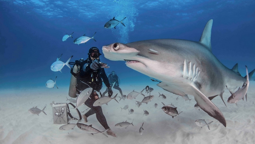 Brave divers feed a giant hammerhead shark, one of the most aggressive marine predators Brave divers feed a giant hammerhead shark, one of the most aggressive marine predators