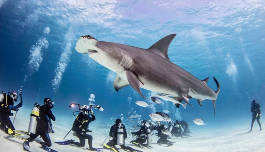 Brave divers feed a giant hammerhead shark, one of the most aggressive marine predators Brave divers feed a giant hammerhead shark, one of the most aggressive marine predators