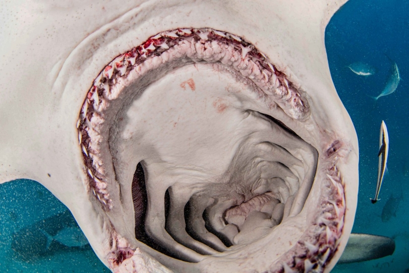 Brave divers feed a giant hammerhead shark, one of the most aggressive marine predators Brave divers feed a giant hammerhead shark, one of the most aggressive marine predators