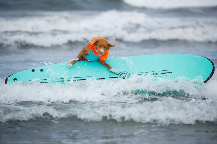 Brave dogs surfers Brave dogs surfers