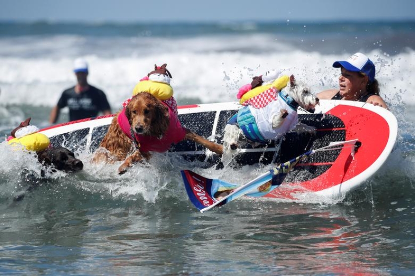 Brave dogs surfers Brave dogs surfers