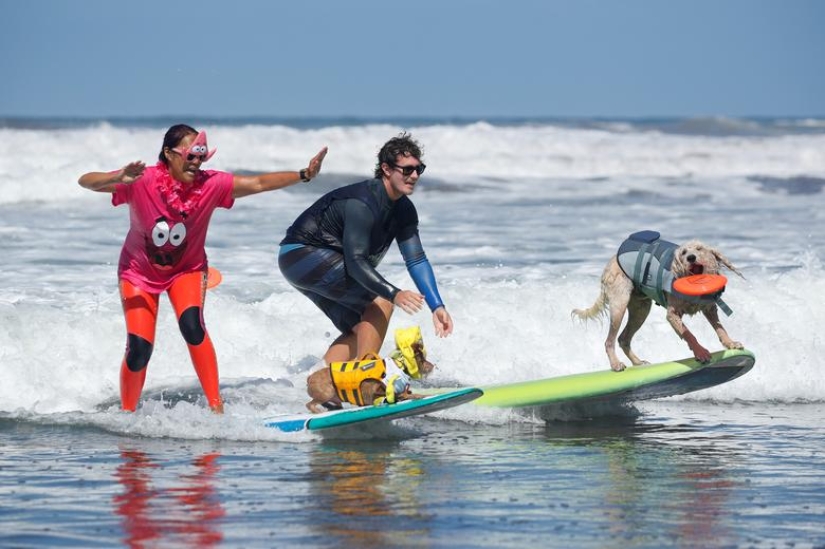 Brave dogs surfers Brave dogs surfers