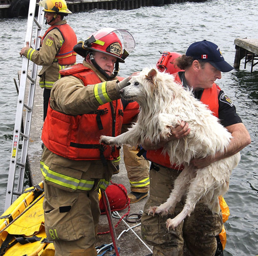 Brave firefighters who risked their lives to save animals Brave firefighters who risked their lives to save animals