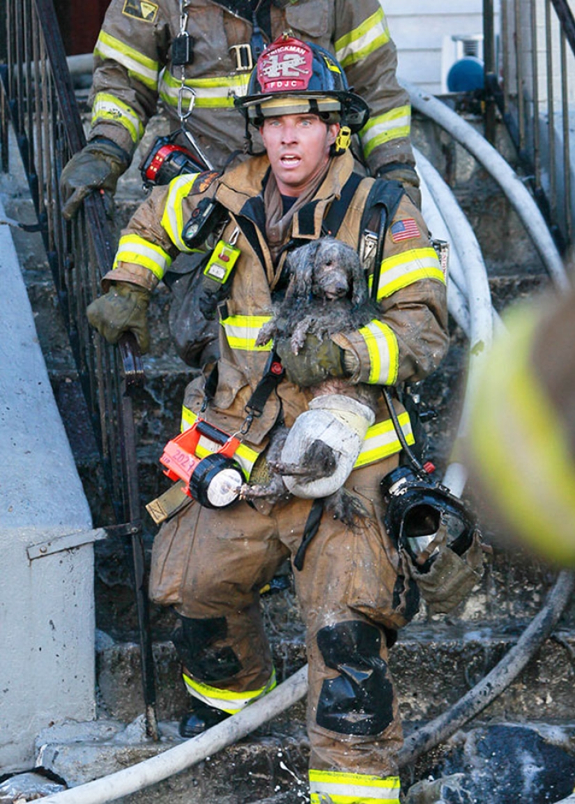 Brave firefighters who risked their lives to save animals Brave firefighters who risked their lives to save animals