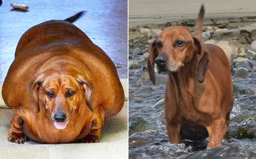 Breathed a sigh of relief: 6 pets who got into shape after obesity Breathed a sigh of relief: 6 pets who got into shape after obesity