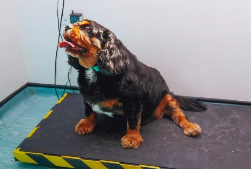 Breathed a sigh of relief: 6 pets who got into shape after obesity Breathed a sigh of relief: 6 pets who got into shape after obesity