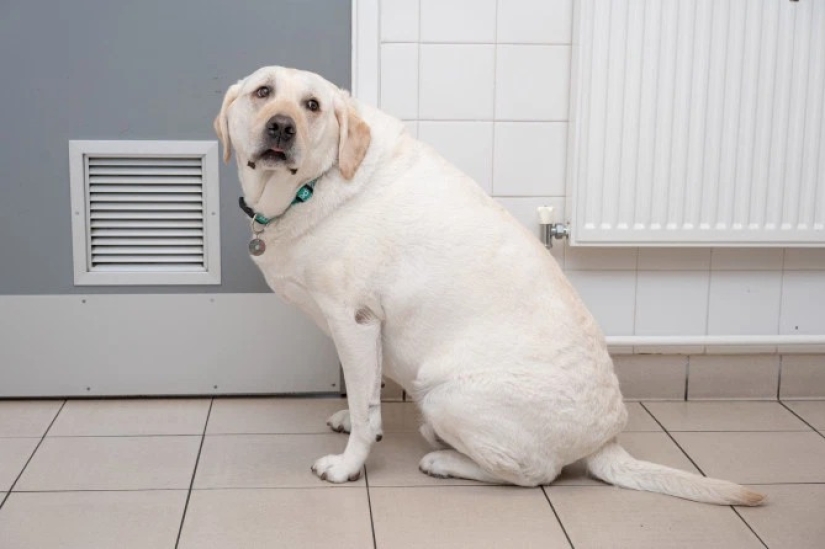 Breathed a sigh of relief: 6 pets who got into shape after obesity Breathed a sigh of relief: 6 pets who got into shape after obesity