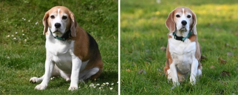 Breathed a sigh of relief: 6 pets who got into shape after obesity Breathed a sigh of relief: 6 pets who got into shape after obesity