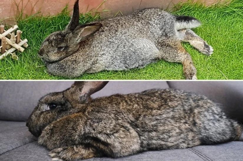 Breathed a sigh of relief: 6 pets who got into shape after obesity Breathed a sigh of relief: 6 pets who got into shape after obesity