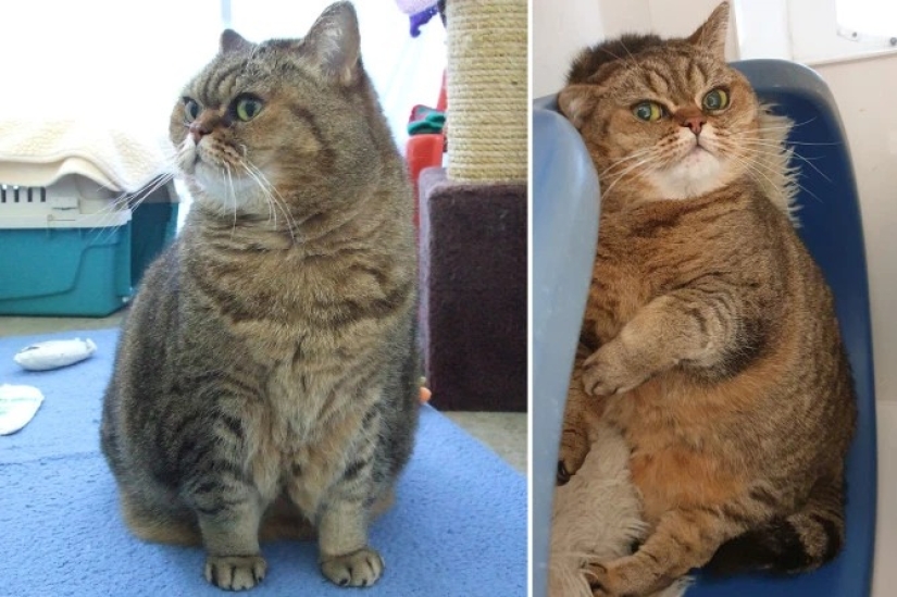 Breathed a sigh of relief: 6 pets who got into shape after obesity Breathed a sigh of relief: 6 pets who got into shape after obesity