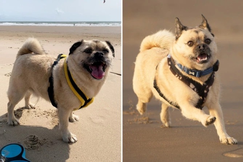 Breathed a sigh of relief: 6 pets who got into shape after obesity Breathed a sigh of relief: 6 pets who got into shape after obesity