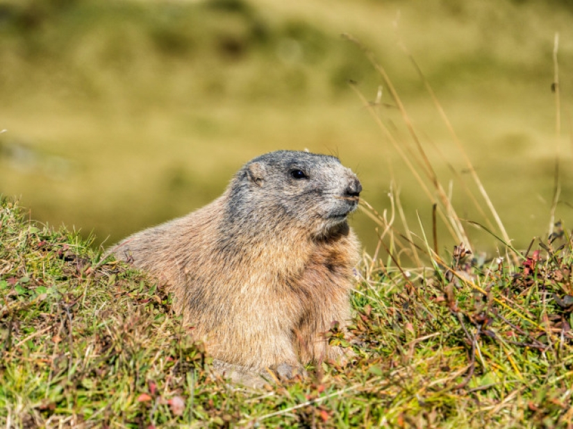 Brote de peste bubónica cerca de las fronteras de la Federación de Rusia