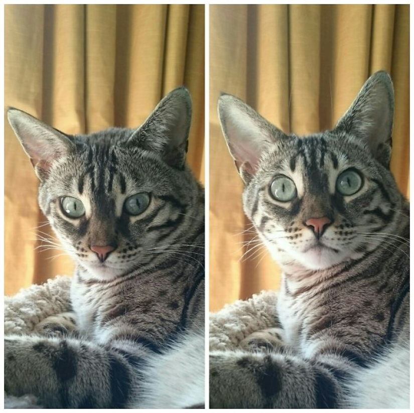 "Buen chico": mascotas antes y después de las amables palabras del dueño