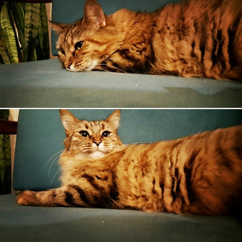 "Buen chico": mascotas antes y después de las amables palabras del dueño