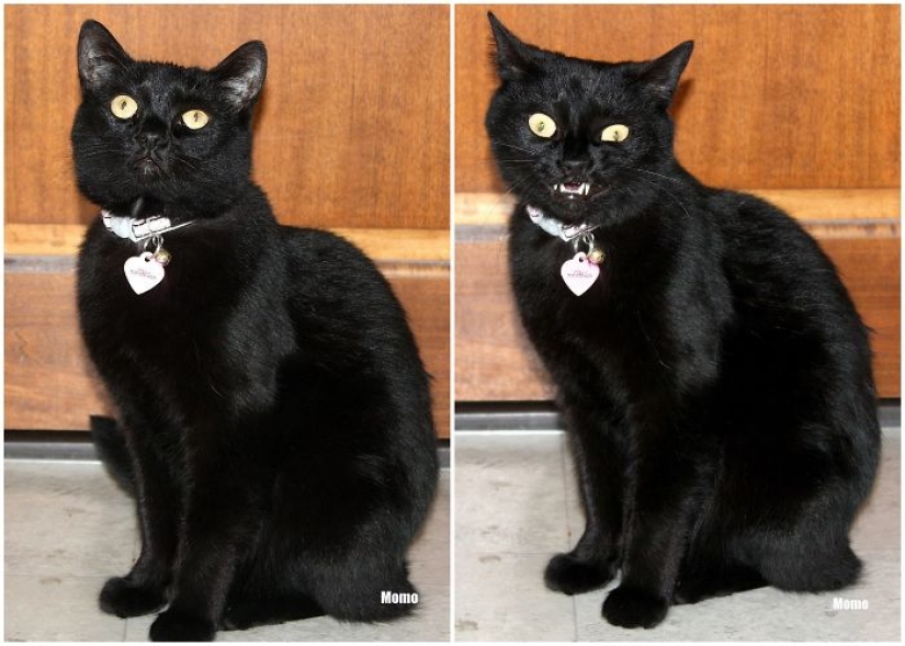 "Buen chico": mascotas antes y después de las amables palabras del dueño