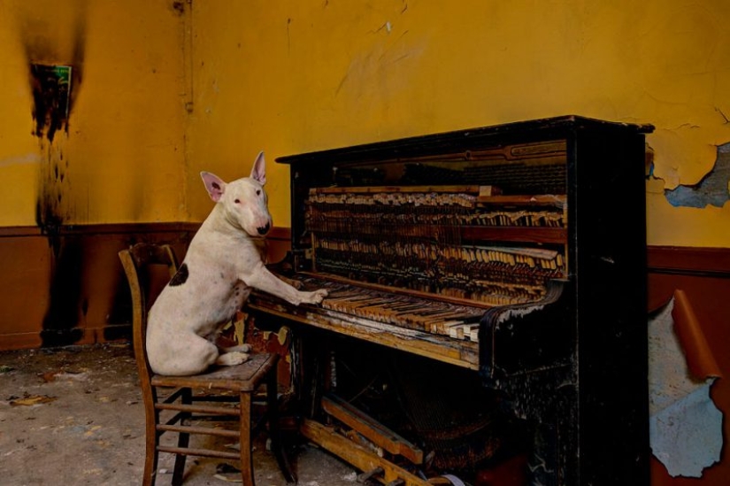 Bull terrier travels with the owner and poses in abandoned buildings