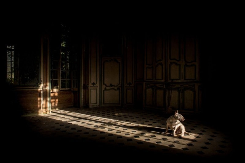 Bull terrier travels with the owner and poses in abandoned buildings