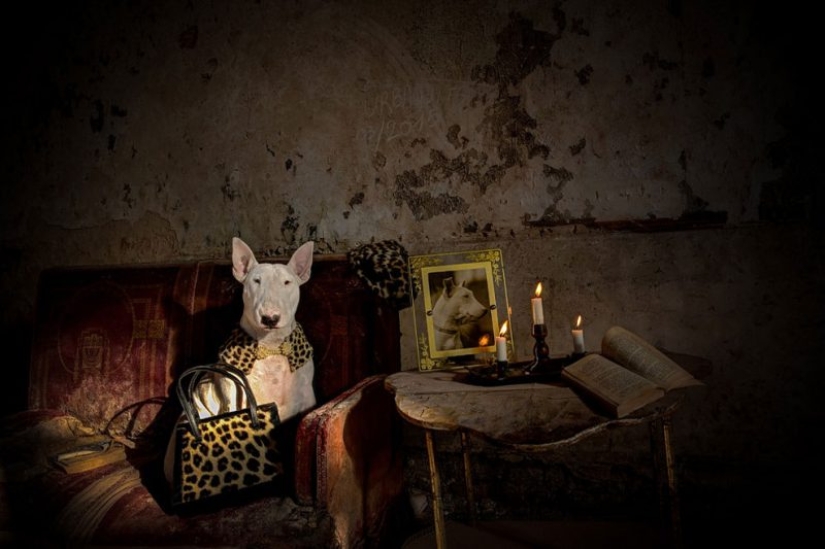 Bull terrier travels with the owner and poses in abandoned buildings