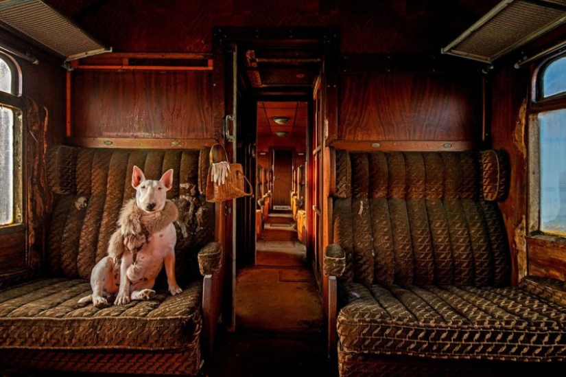 Bull terrier travels with the owner and poses in abandoned buildings