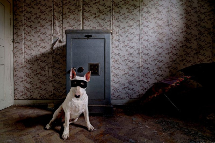 Bull terrier travels with the owner and poses in abandoned buildings