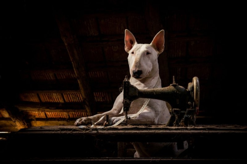 Bull terrier travels with the owner and poses in abandoned buildings