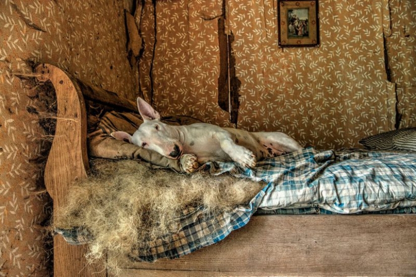 Bull terrier travels with the owner and poses in abandoned buildings