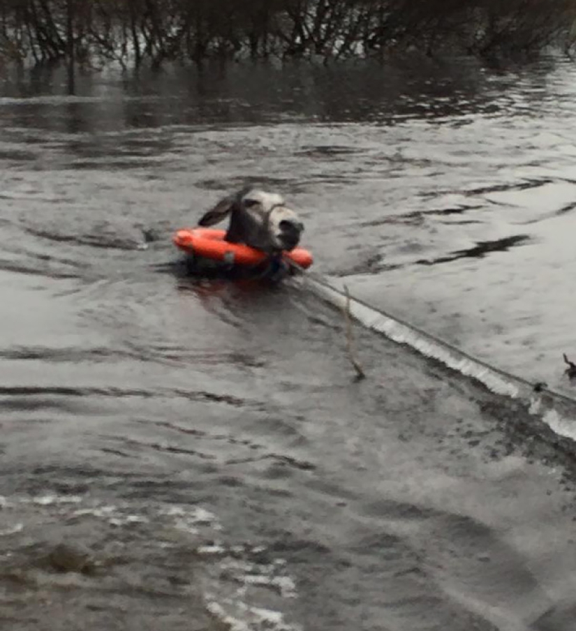 Burro agradeció a sus salvadores con una sonrisa agradecida