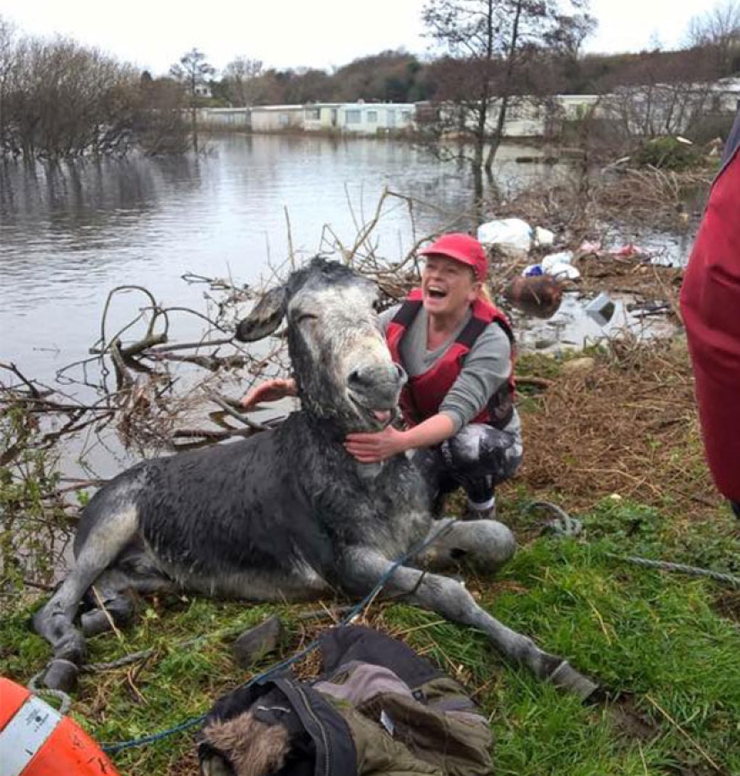 Burro agradeció a sus salvadores con una sonrisa agradecida