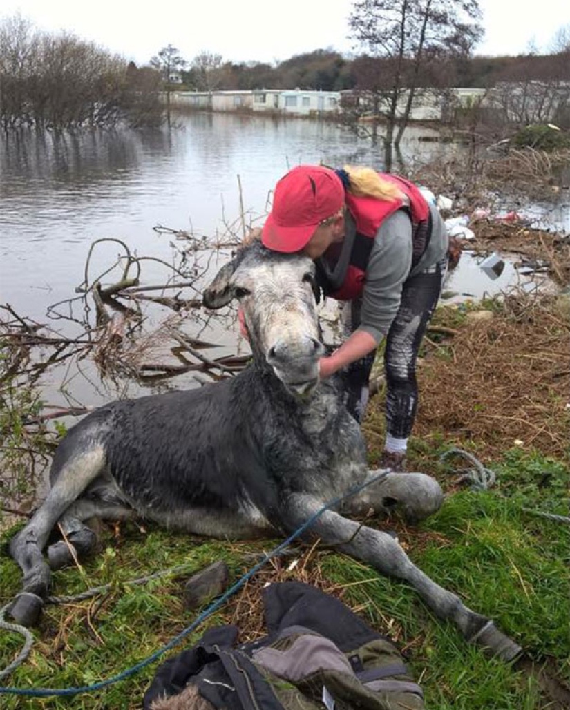 Burro agradeció a sus salvadores con una sonrisa agradecida