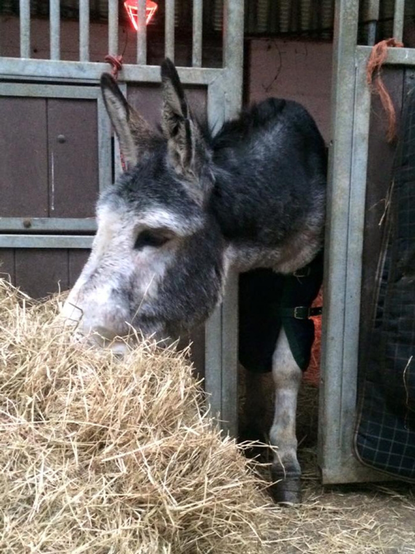 Burro agradeció a sus salvadores con una sonrisa agradecida