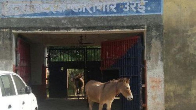 Burros que comían plántulas caras fueron encarcelados en la India