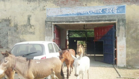 Burros que comían plántulas caras fueron encarcelados en la India
