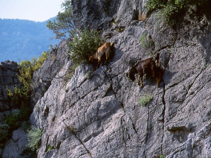 Cabras que no conocen el miedo a las alturas