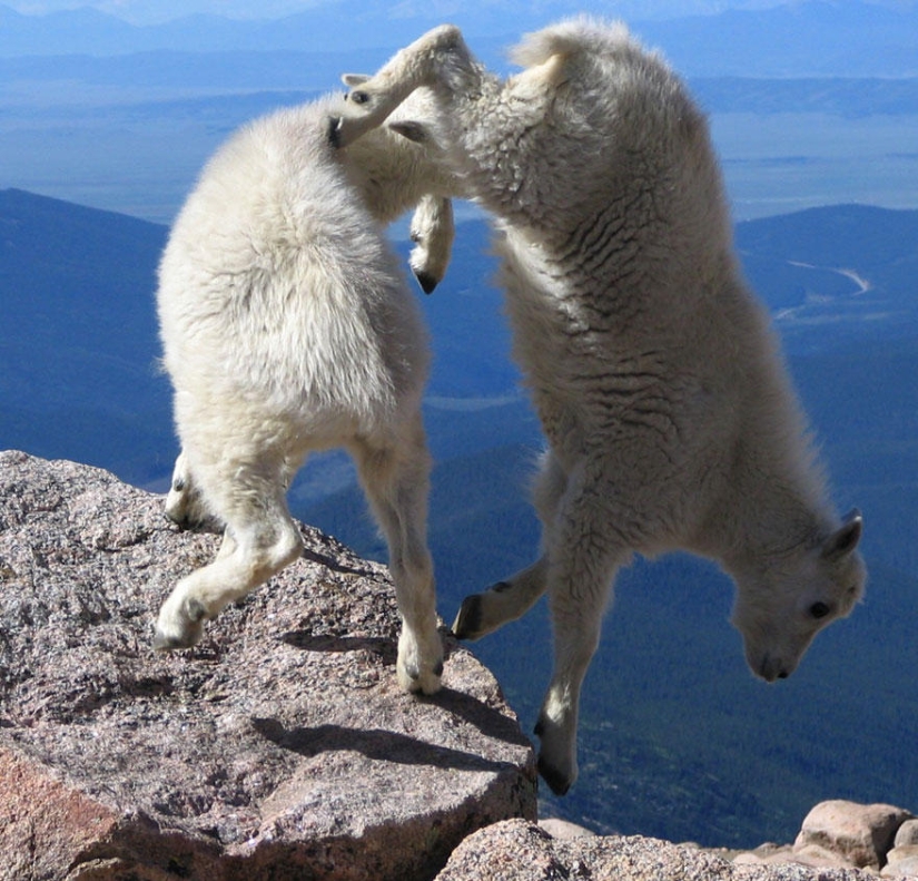 Cabras que no conocen el miedo a las alturas