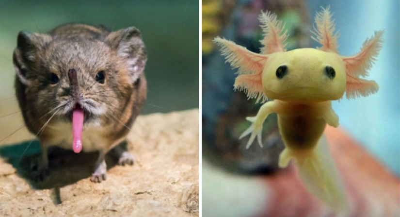 Cachorros de animales raros que apenas has visto Cachorros de animales raros que apenas has visto