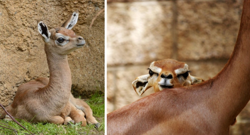 Cachorros de animales raros que apenas has visto Cachorros de animales raros que apenas has visto